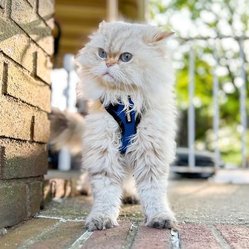 Voyager Step-in Lock Cat Harness & Leash Set - Image 6