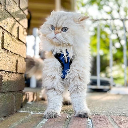 Voyager Step-in Lock Cat Harness & Leash Set - Image 6