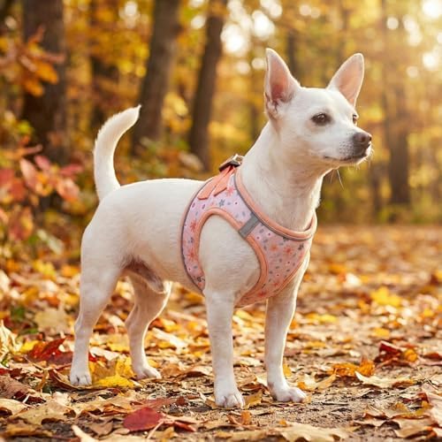 Mihqy Step in Dog Harness and Leash Set, Breathable Mesh - Image 5