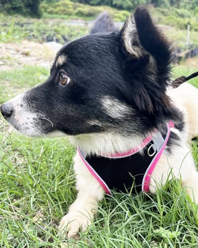 Dog Harness for Small Medium Sized Dog, Step in Puppy Harness and Leash Set - Image 2