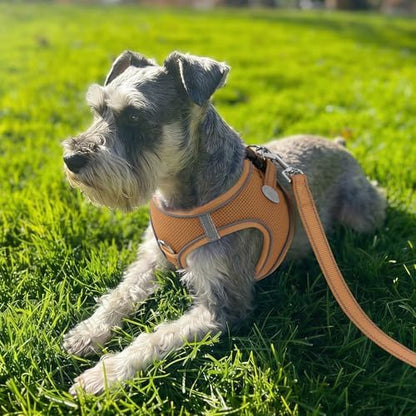 Joytale Step-in Dog Harness, Soft Breathable Mesh - Image 2