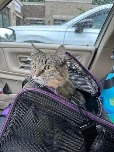 Soft Pet Carrier for Large and Medium Cats, 2 Kitties, Small Dogs. Easy to Get - Image 6