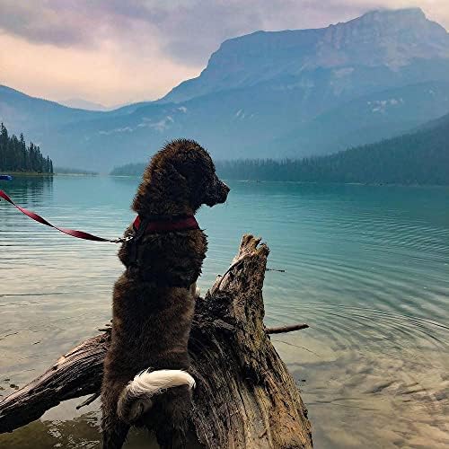 Gooby Comfort X Head-in Dog Harness, Choke-Free - Image 2