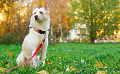 6 FT Reflective Dog Leash for Small Dogs - Image 2
