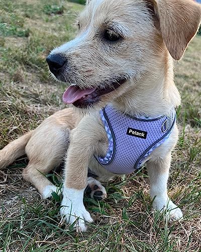 Petank Step in Dog Harness No Pull and Leash - Image 2