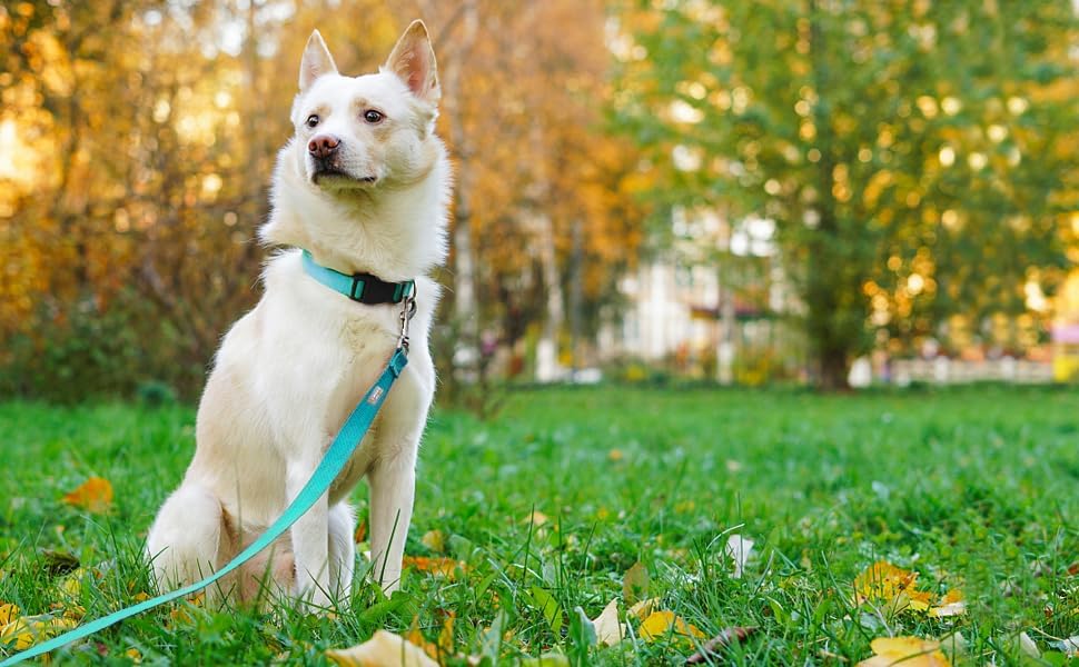6 FT Reflective Dog Leash for Medium Dogs, Sky Blue - Image 2