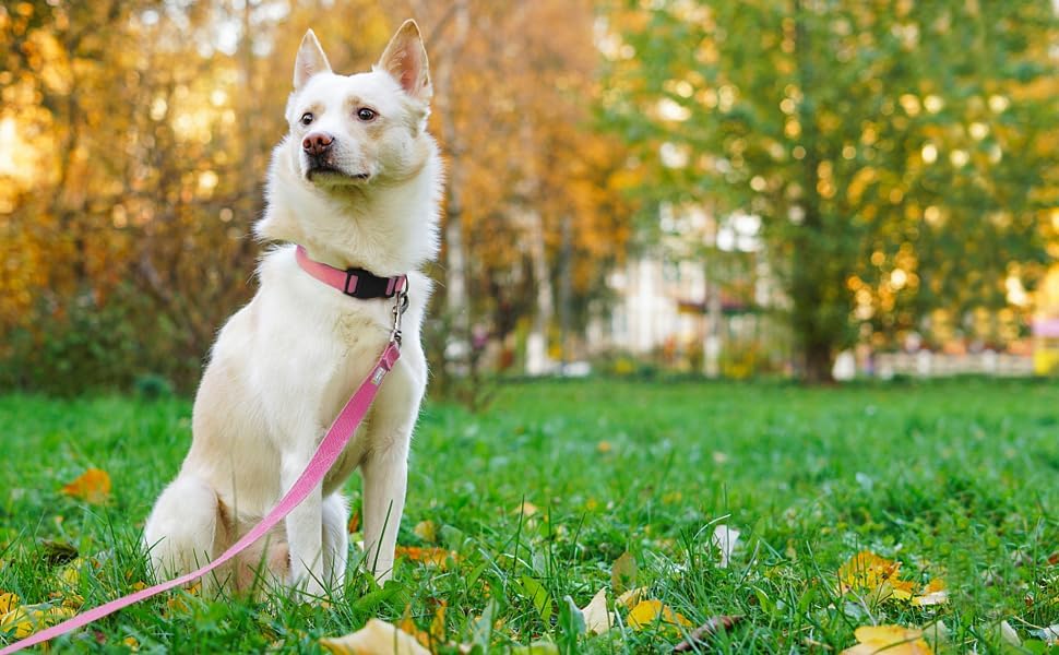 6 FT Reflective Dog Leash for Large Dogs - Image 2