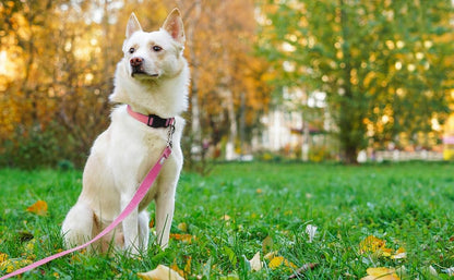 6 FT Reflective Dog Leash for Large Dogs - Image 2