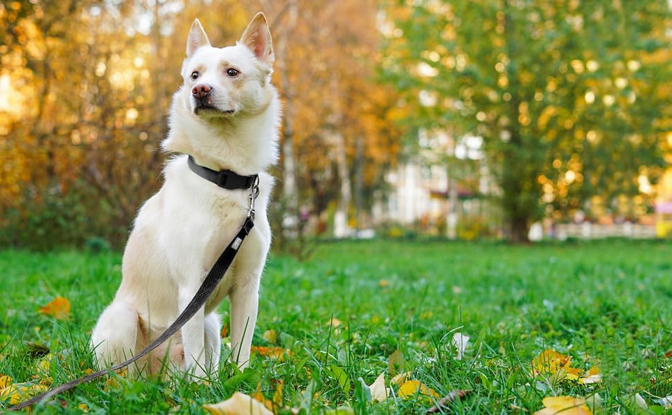 6 FT Reflective Dog Leash for Small Dogs - Image 2