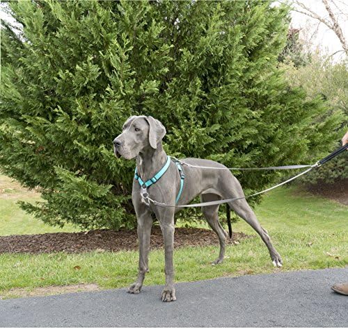PetSafe Two Point Control Dog Leash, 3/4 in. Wide Leash - Image 3
