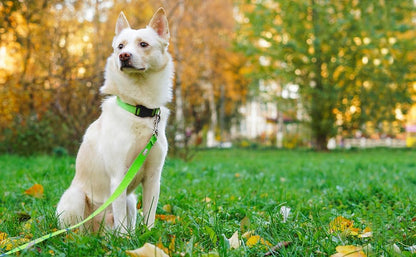 6 FT Reflective Dog Leash for Small Dogs - Image 2